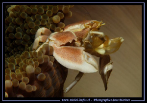 Porcelain Crab... Lembeh Strait by Michel Lonfat 
